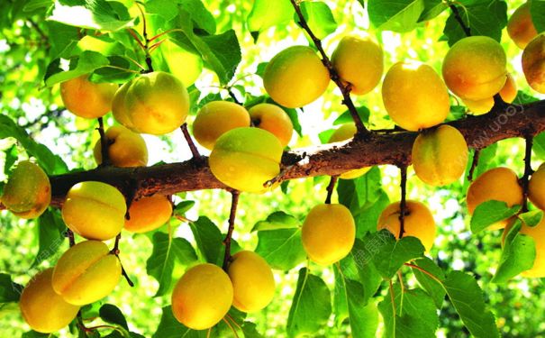 杏子是热带水果吗？杏子是什么地方的水果？(2)