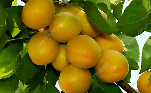 杏子是热带水果吗？杏子是什么地方的水果？(3)