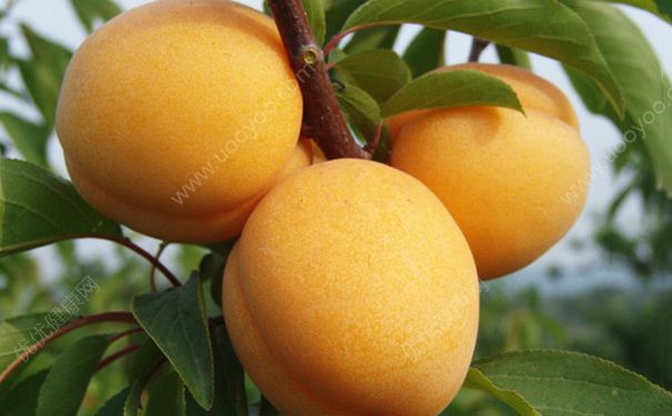 杏子是热带水果吗？杏子是什么地方的水果？(4)