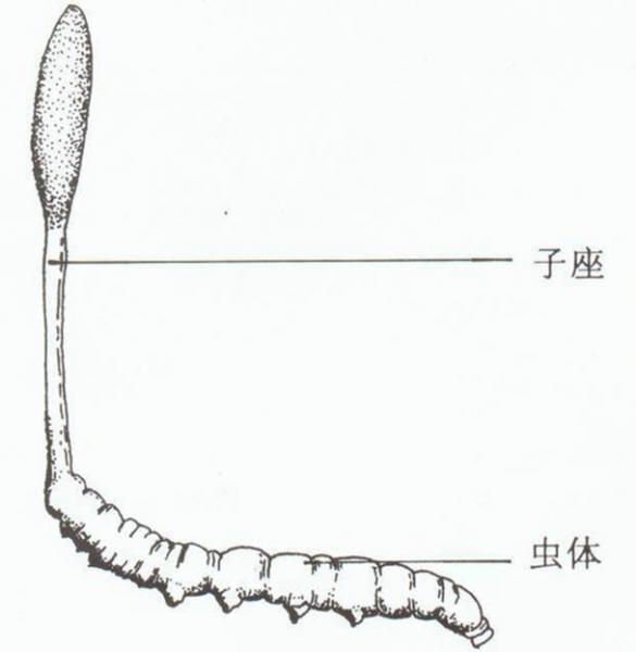 冬虫夏草的形成生长过程图片 虫草的形成过程是什么样的