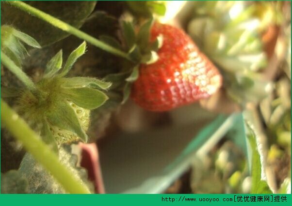 草莓怎么种？草莓阳台种植方法介绍(1)