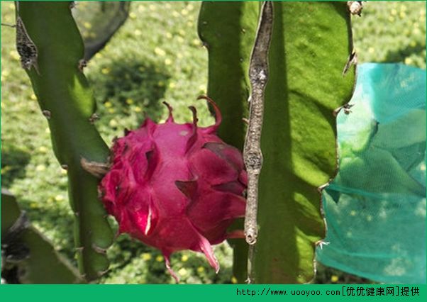 火龙果怎么种植？火龙果种植盆栽方法介绍(3)