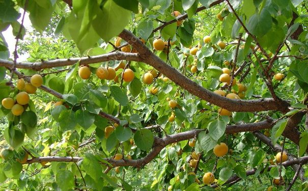 杏子树是什么样的？杏子是什么样子的？[多图]